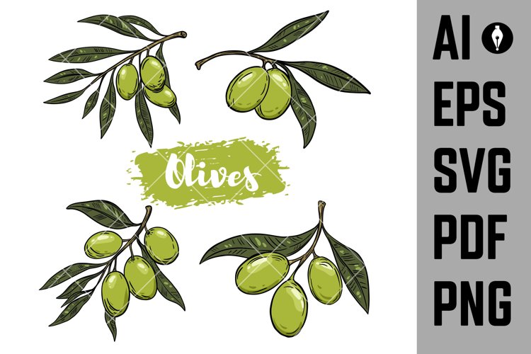 Olive Branch Illustration Image 21