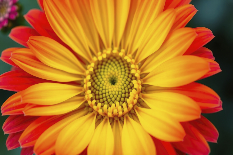 Gerbera Daisy Background