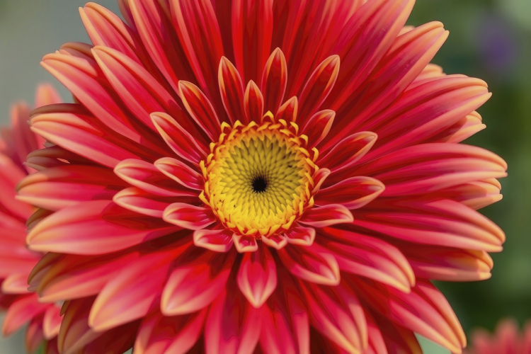 Red Texture Background Image 10