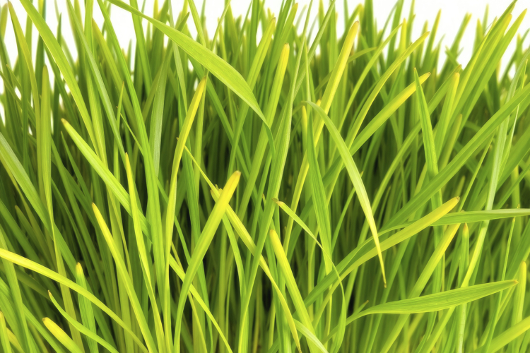 Grass Background Image 11