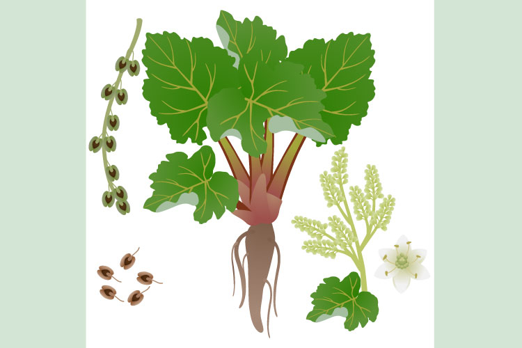 Rhubarb bush with root flowers and fruits on a white.
