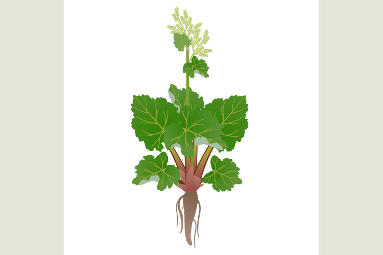 Rhubarb plant with flowers and root on a white background.