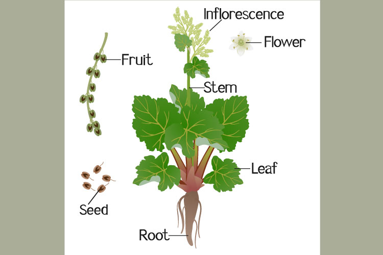Parts of rhubarb grown isolated on a white background.
