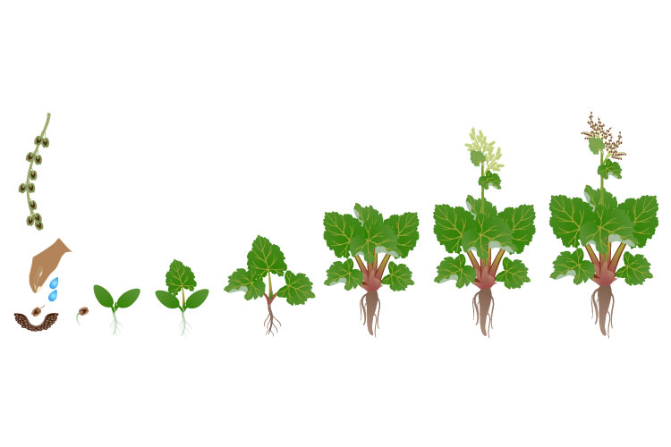 Cycle of growth of a rhubarb plant isolated on a white.