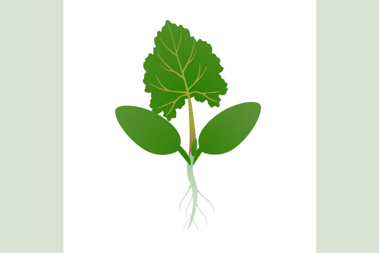 Green sprout with roots isolated on white background.