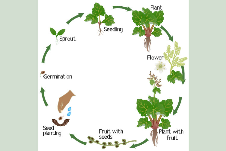 A growth cycle of rhubarb plant on a white background.