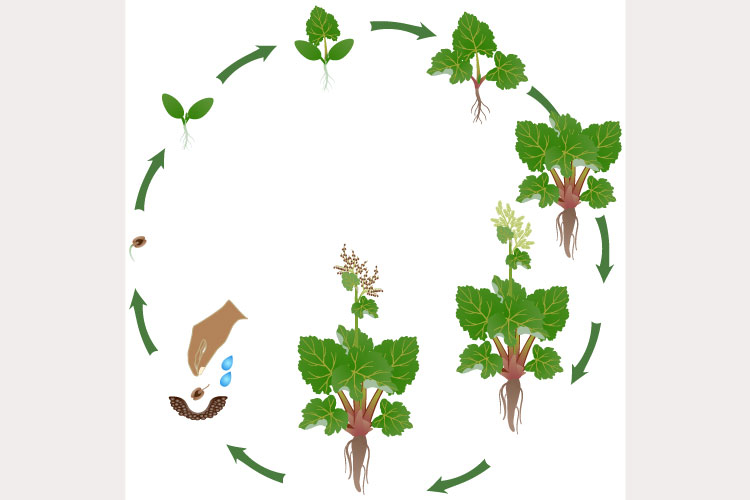 Life cycle of rhubarb plant growth on a white background.