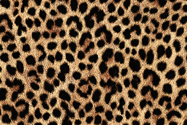 Fur Texture Image 2