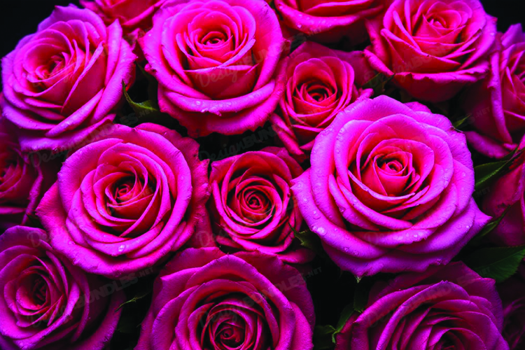 Red Roses Clipart Image 15