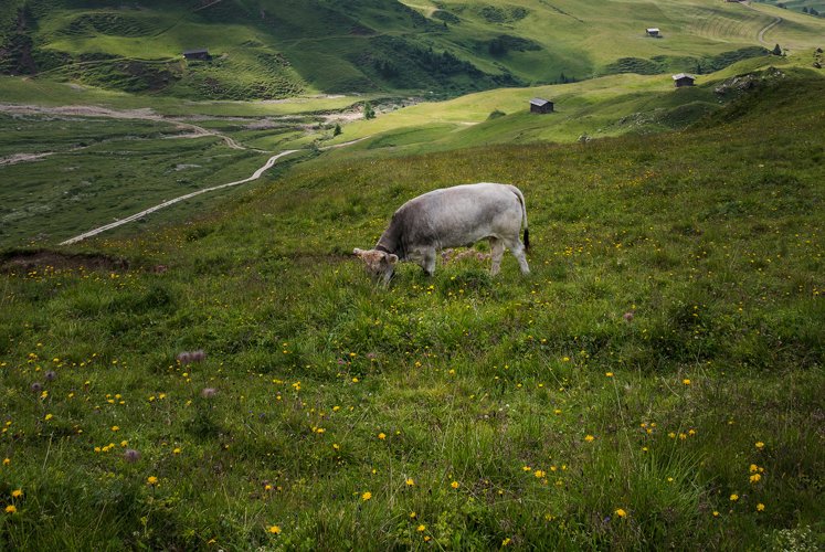 Cow on the meadow in Dolomites example image 1