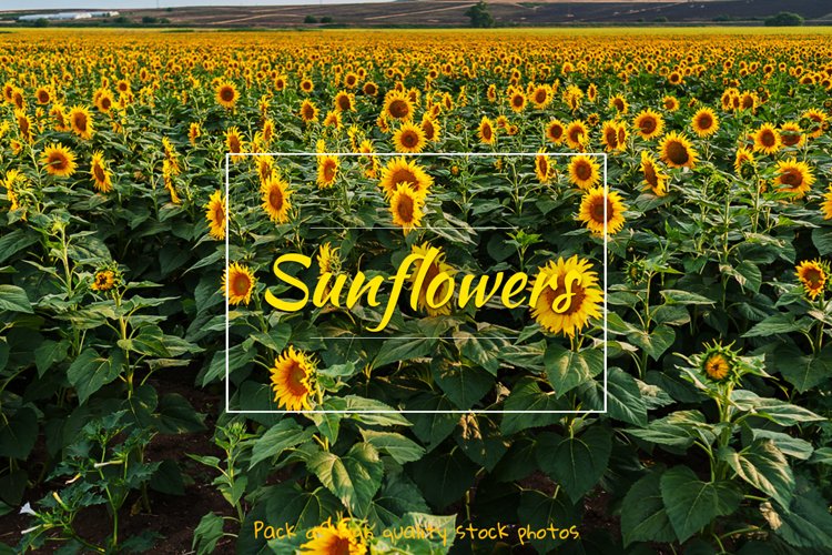 Sunflower Background Image 4