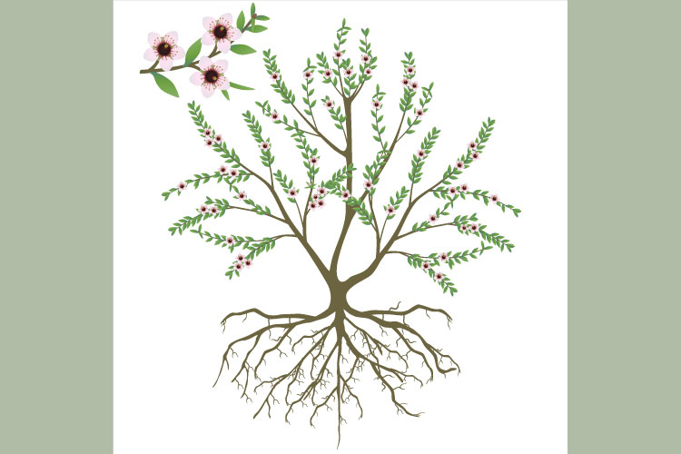 Bush With Flowers Clipart