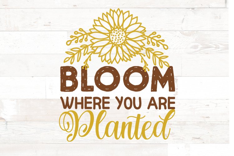 Bloom where you are planted | Sunflower svg Quote