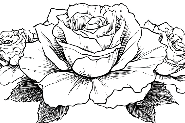 Flower Drawing Image 3