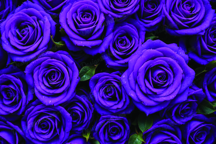 Floral Background Image 24