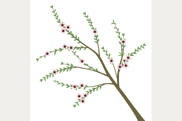 Manuka branch with flowers and leaves on white.