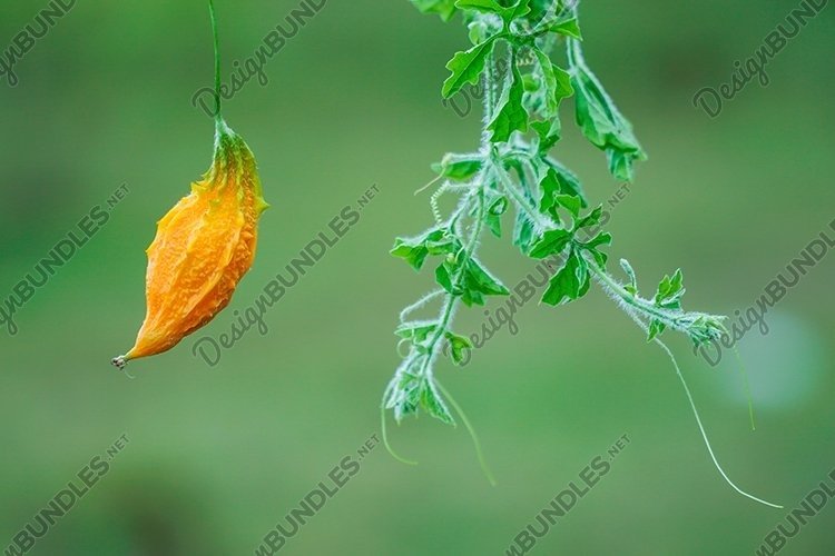 Garden Background Image 2