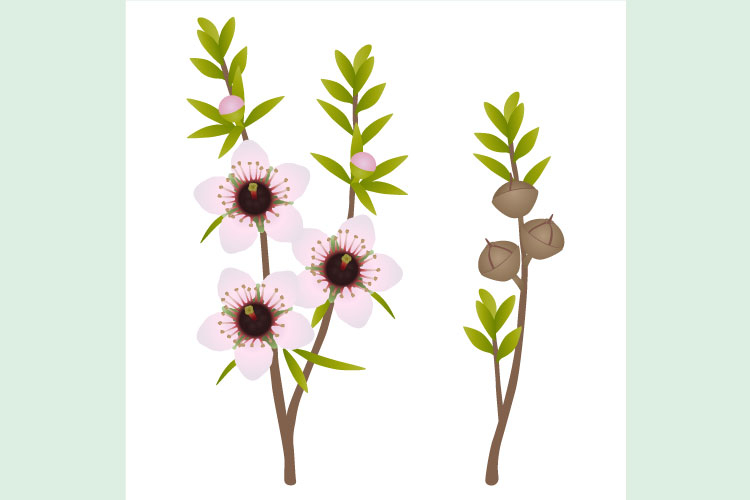 Branches with flowers and manuka fruits on white background.