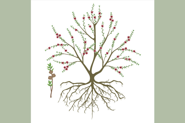 Manuka bush with flowers and branch with fruits on white.