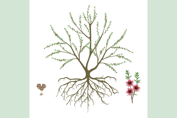 Manuka bush with fruits and flowering branch on white.