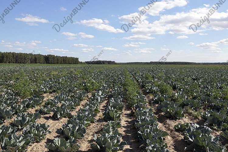 Vegetable Garden Clipart Image 15