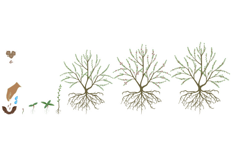 Cycle of growth of manuka plant isolated on a white.