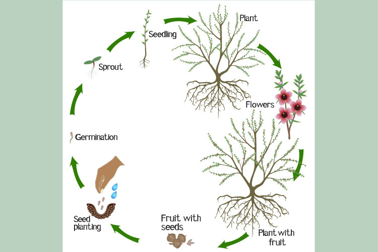 A growth cycle of manuka plant on a white background.