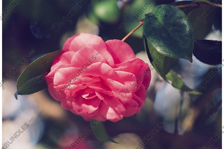 Pink Background Image 9