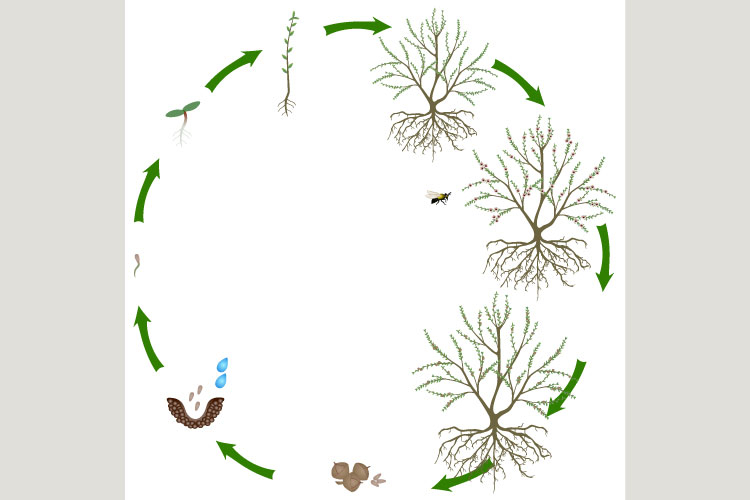 Life cycle of manuka plant on a white background.
