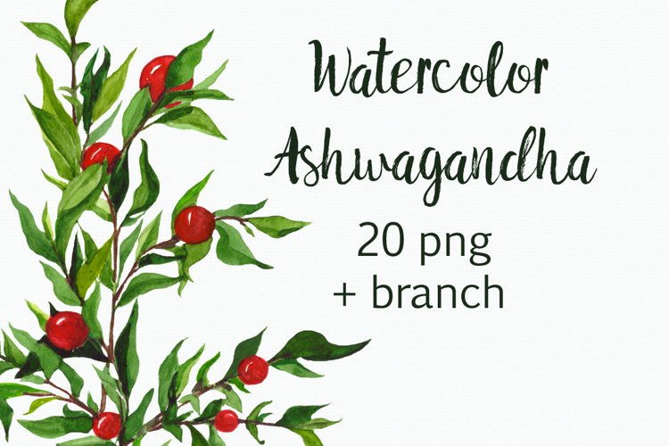 Watercolor Physalis Clip Art example image 1