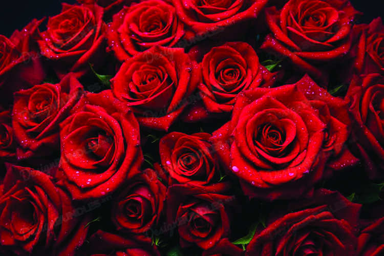 Red Roses Clipart Image 8