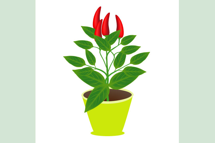 Chili pepper with fruits in a pot on a white background.