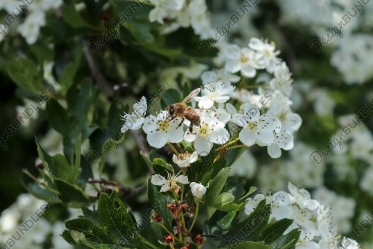 Beautiful background of flowering trees