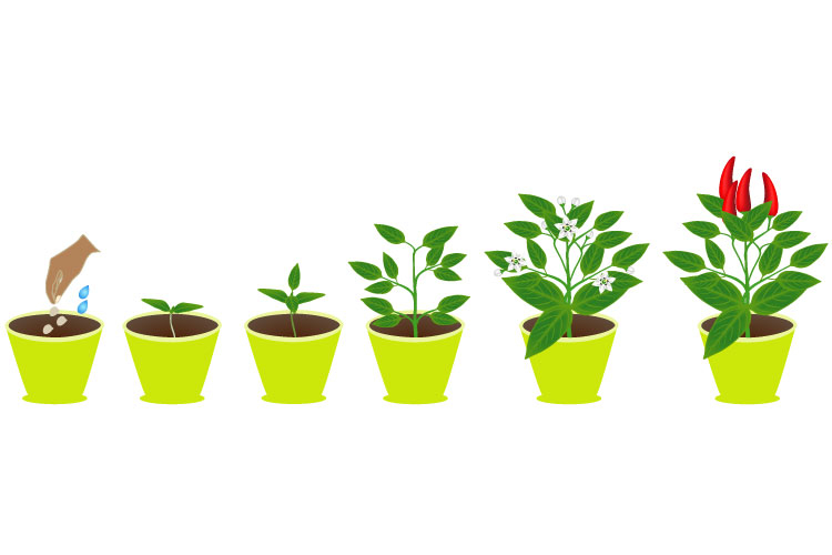 Growth cycle of chili pepper plant in a pot on white.