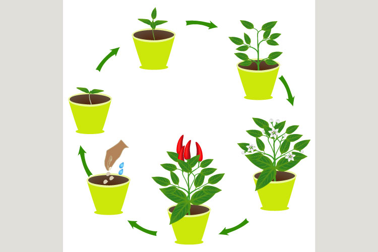 Life cycle of chili pepper in a pot on a white background.