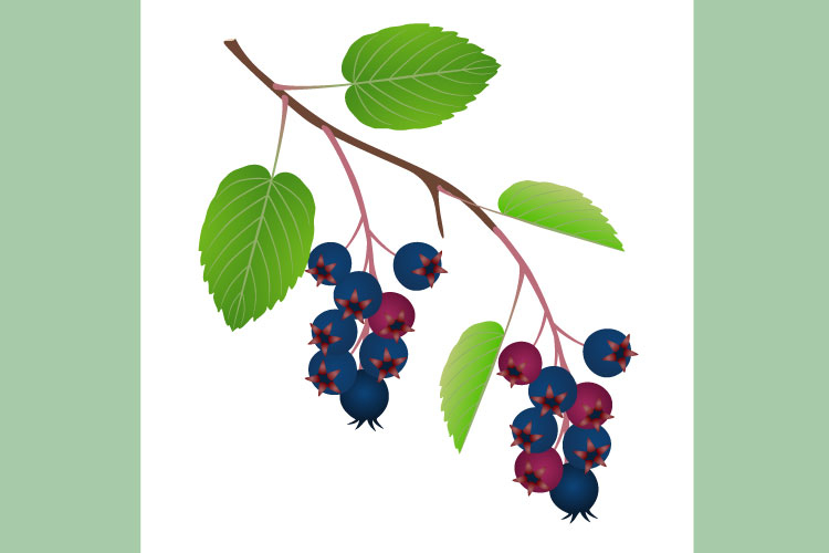 Branch with fruits irga and leaves on a white background.