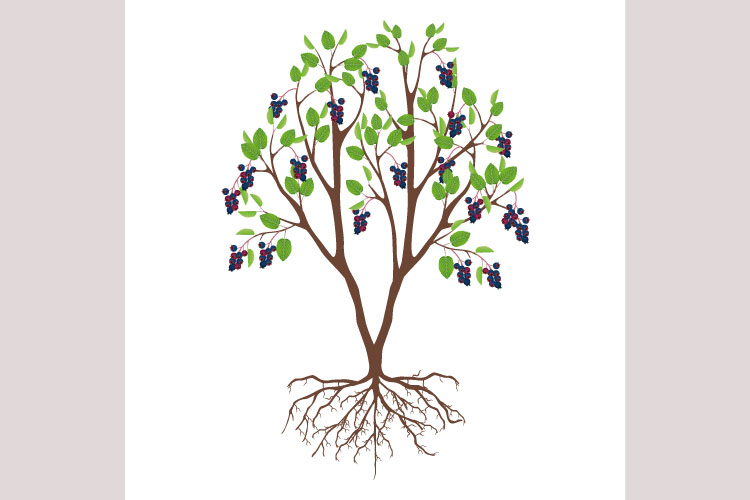 Beauty Clipart