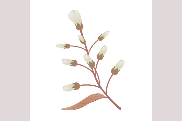 Branch with flowers irga and leaves on a white background.