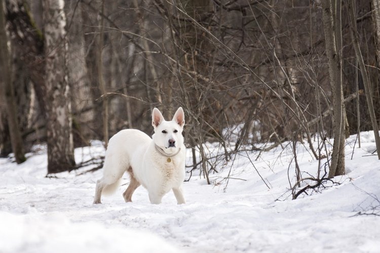 Puppy Clipart Image 3