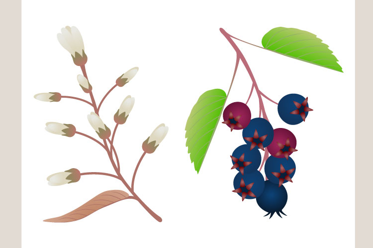 Black And White Flowers Clipart Image 14