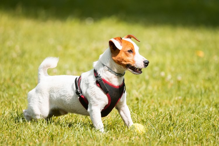 Puppy Clipart Image 20