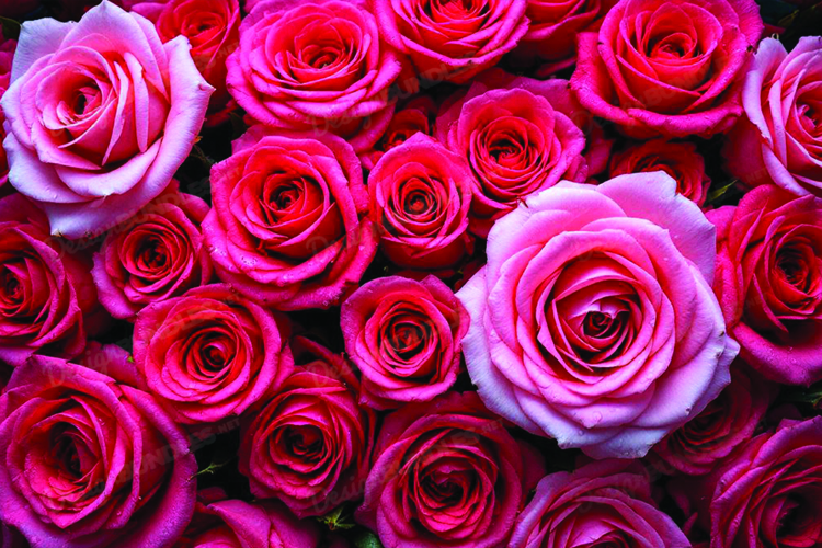 Red Roses Clipart Image 14