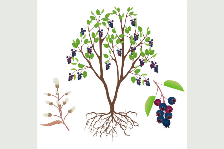 Irga bush with fruits and flowers on a white background.