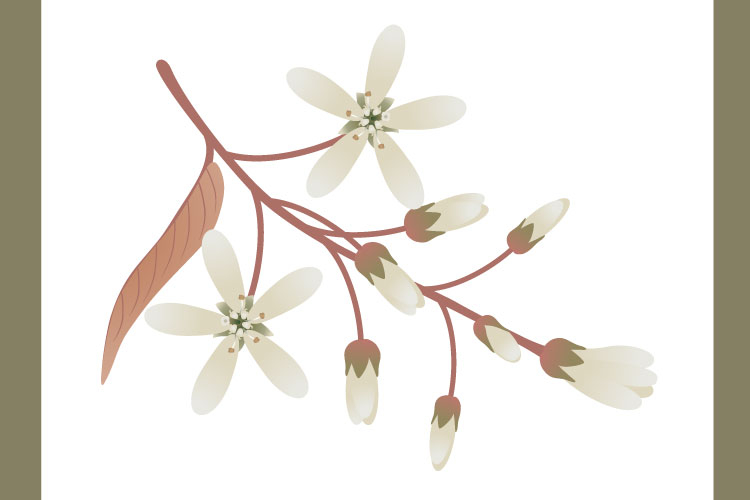 Branch with flowers irga and leaves on a white.