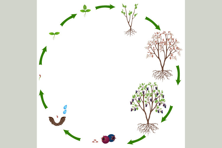 Life cycle of irga plant on a white background.
