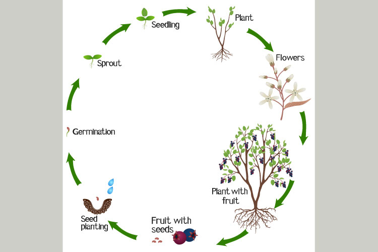 A growth cycle of irga plant on a white background.