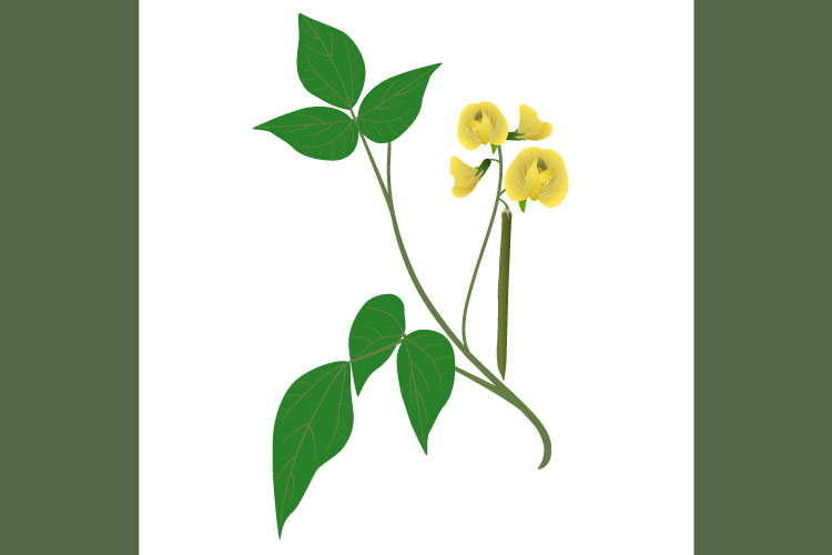 Branch of mung bean plant with flowers and fruits on white.