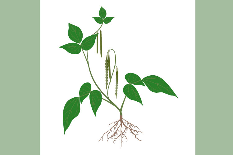 Mung bean plant with fruits and roots on white background.