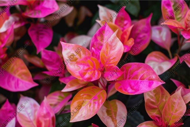 Pink Background Image 16