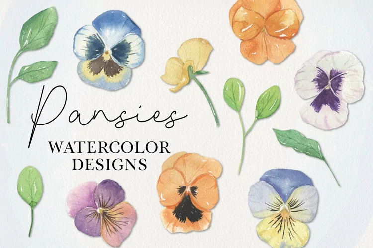 Pansies Watercolor 11 Elements Flowers Florals Detailed